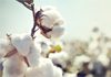 West Indian Sea Island Cotton (WISICA)